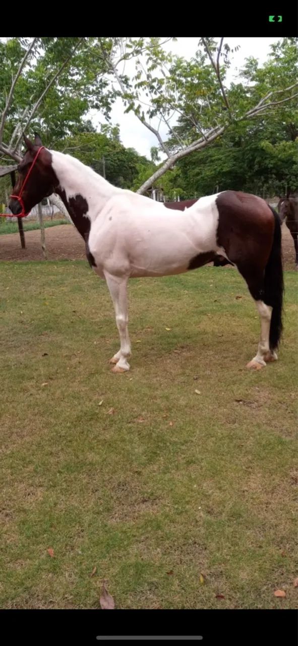 Cavalo Mangalarga Marchado registrado