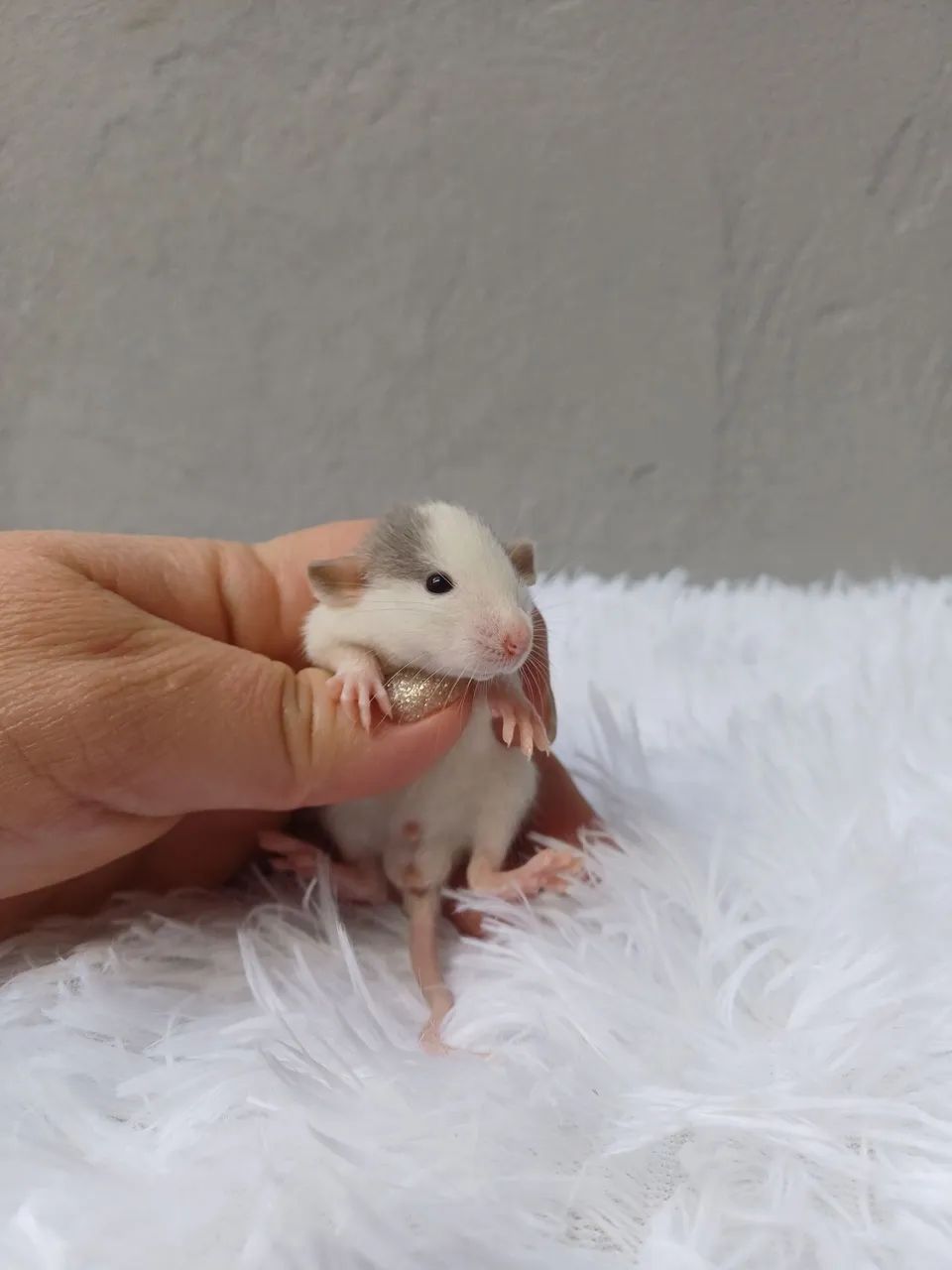 Rato twister  - Foto 5