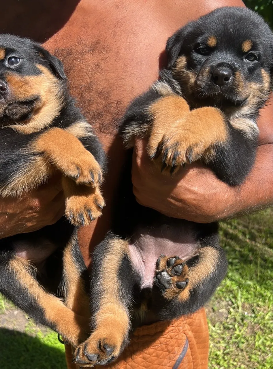 Filhotes de Rottweiler puros para vender