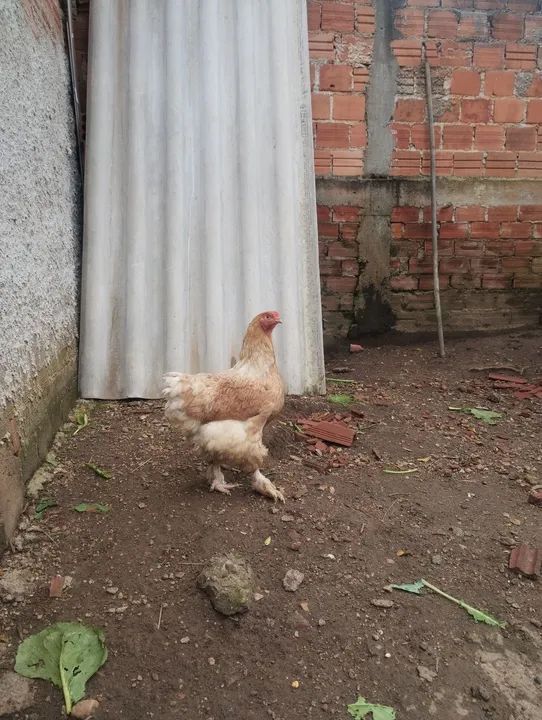 Lote de brahmas  - Foto 5