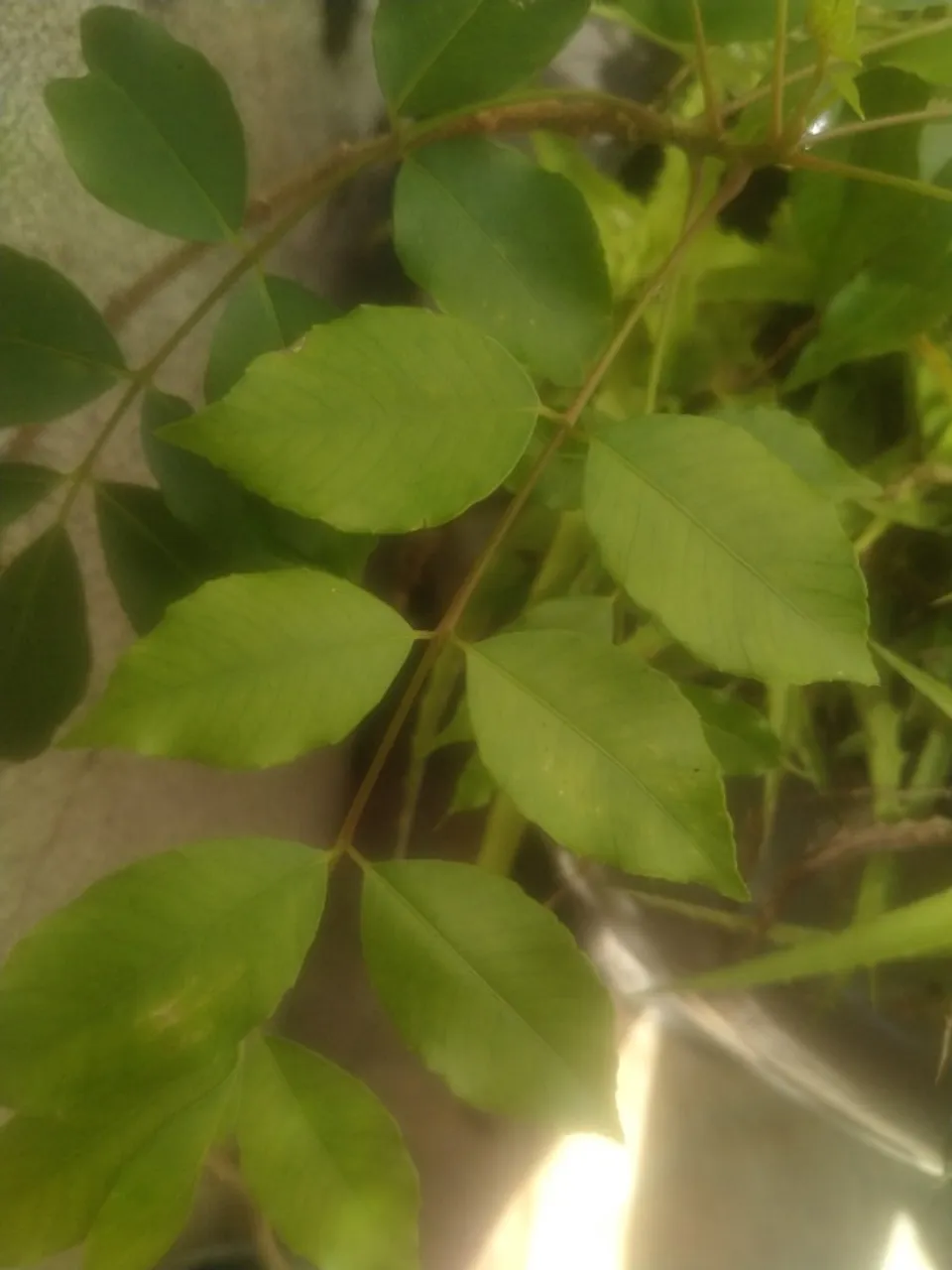 Mudas de frutíferas e outras