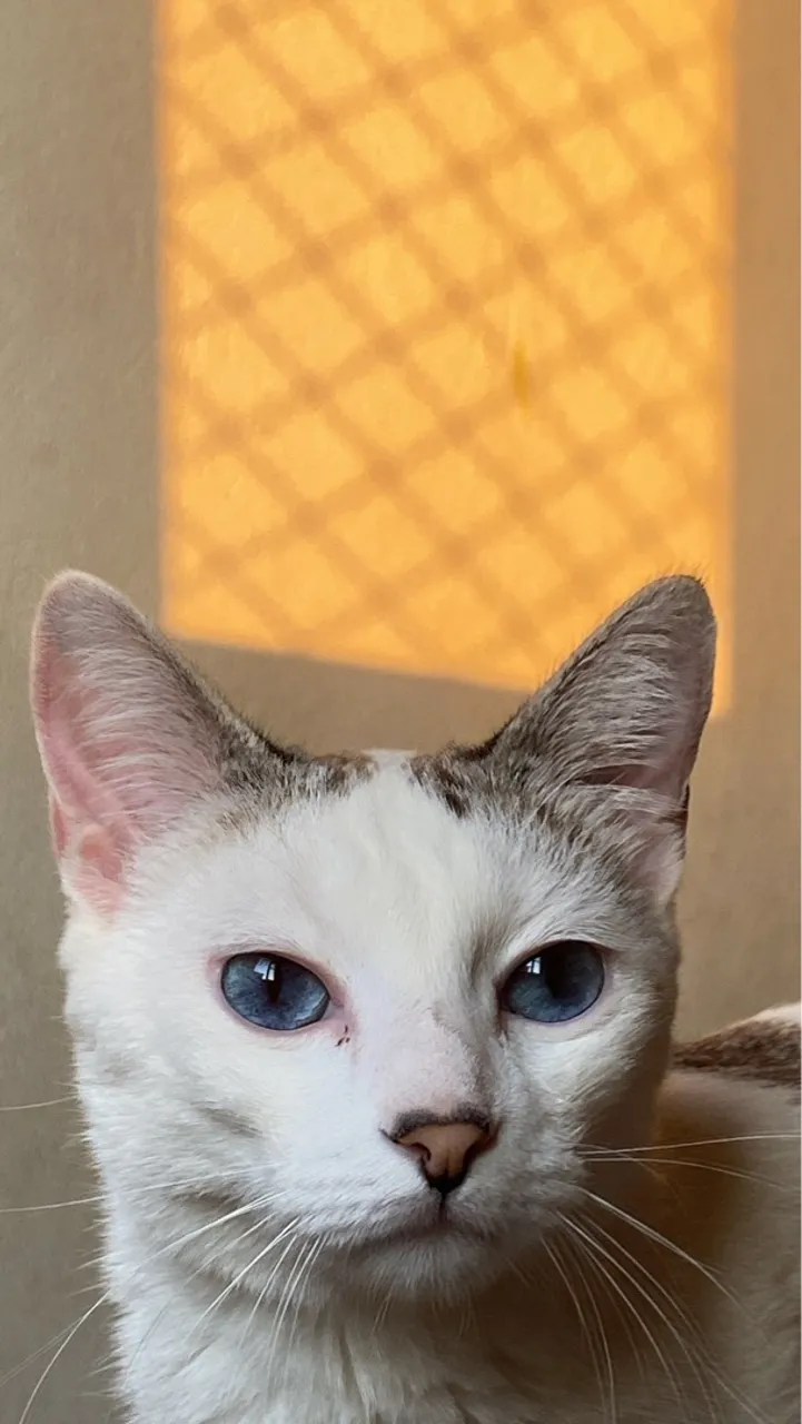 Gatinho Branco Bakunin