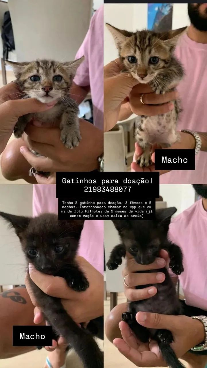 Gatos para doação 