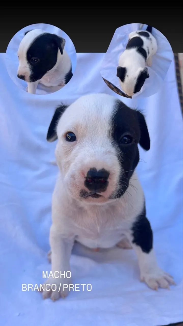 Filhote Pitbull Macho