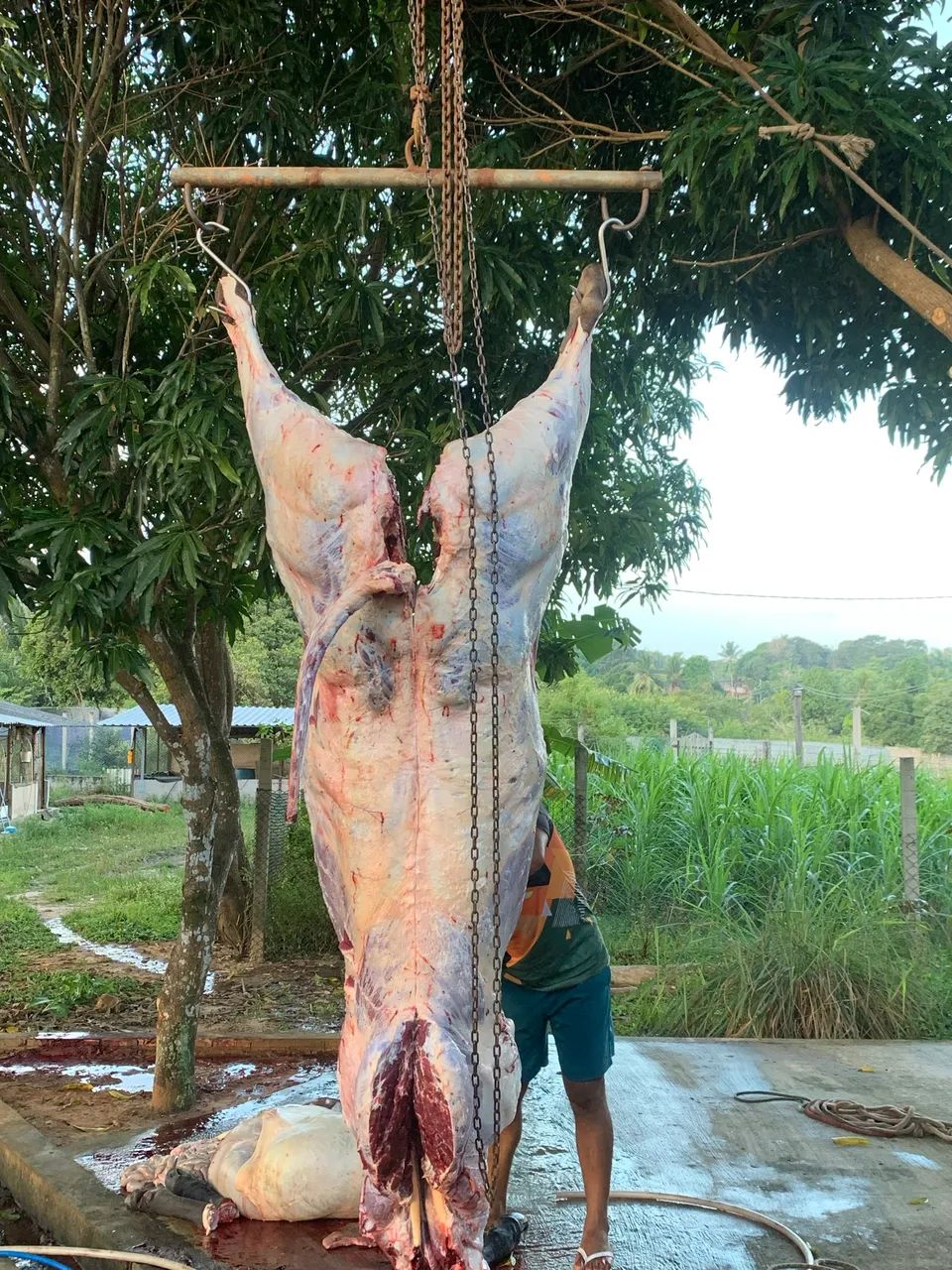 Vendo mudas de Capim-Açu e BRS kurumi - Foto 6