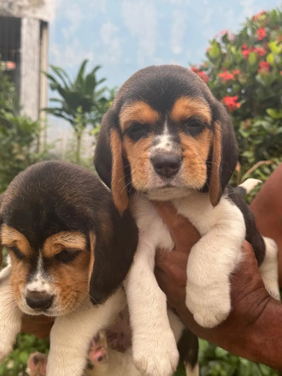 Beagle 13 polegadas com pedigree disponível para venda  - Foto 2