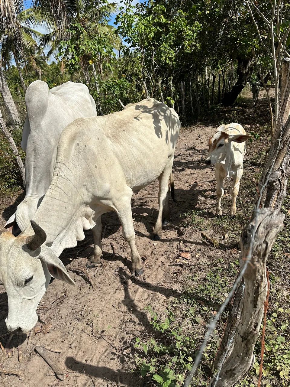 Vaca mestiça Nelore com bezerro  - Foto 4