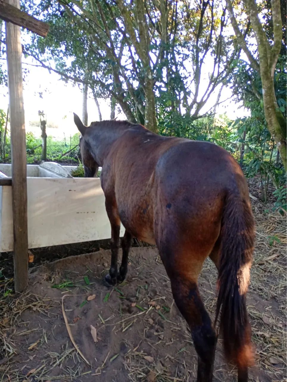 Burro a Venda - Foto 2