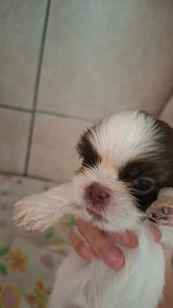 Shitzu  - Foto 2