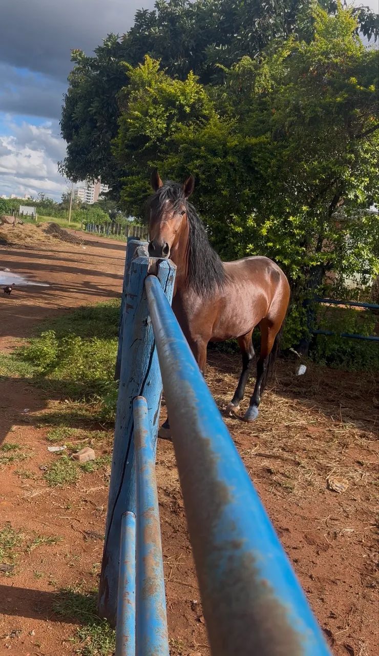 CAVALO MANGALARGA REGISTRADO Á VENDA - Foto 2