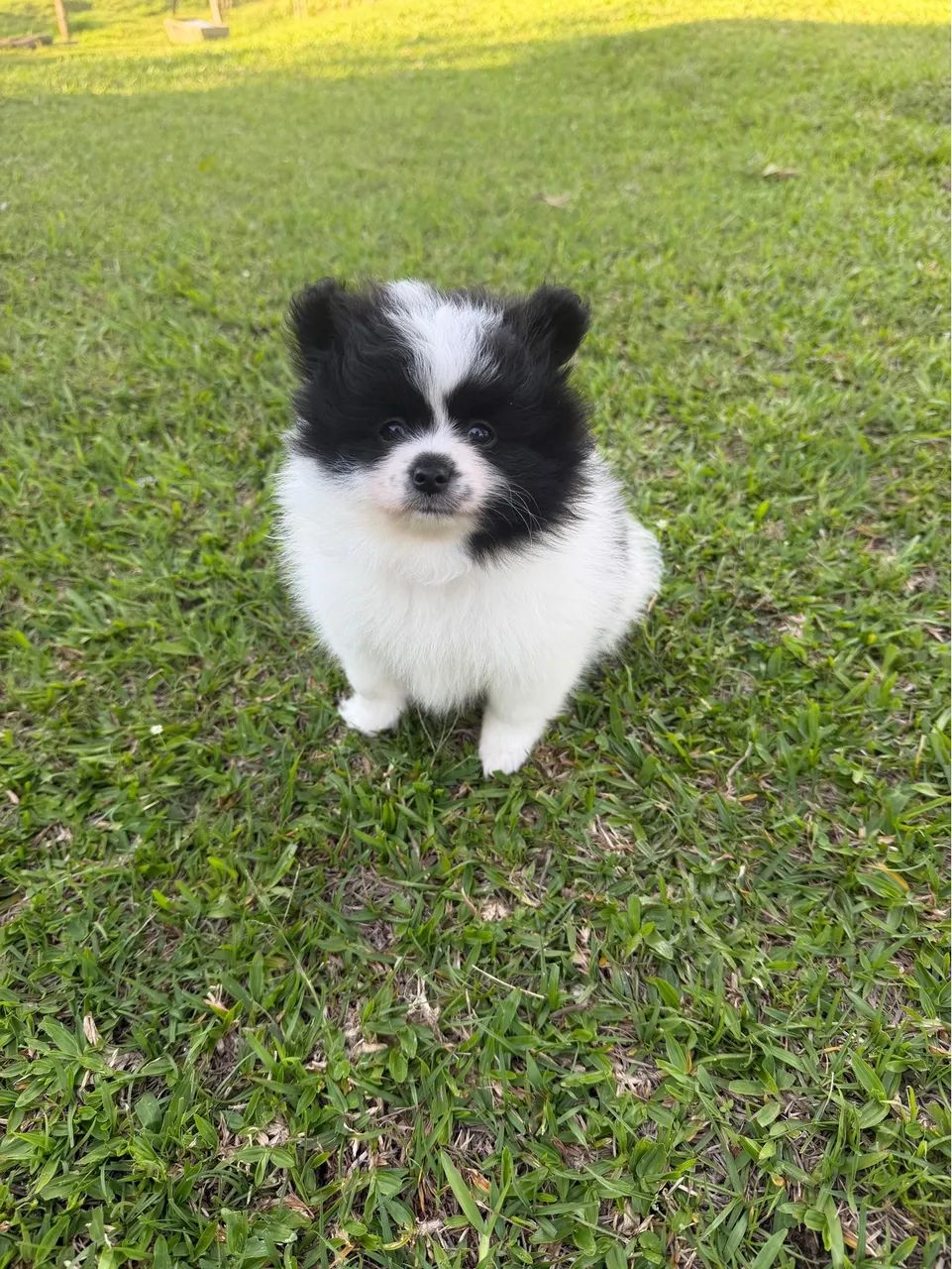 Spitz alemão  - Foto 4