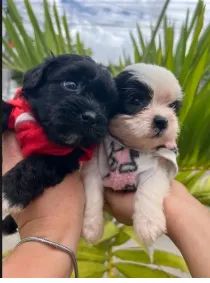 shipoo - Foto 2