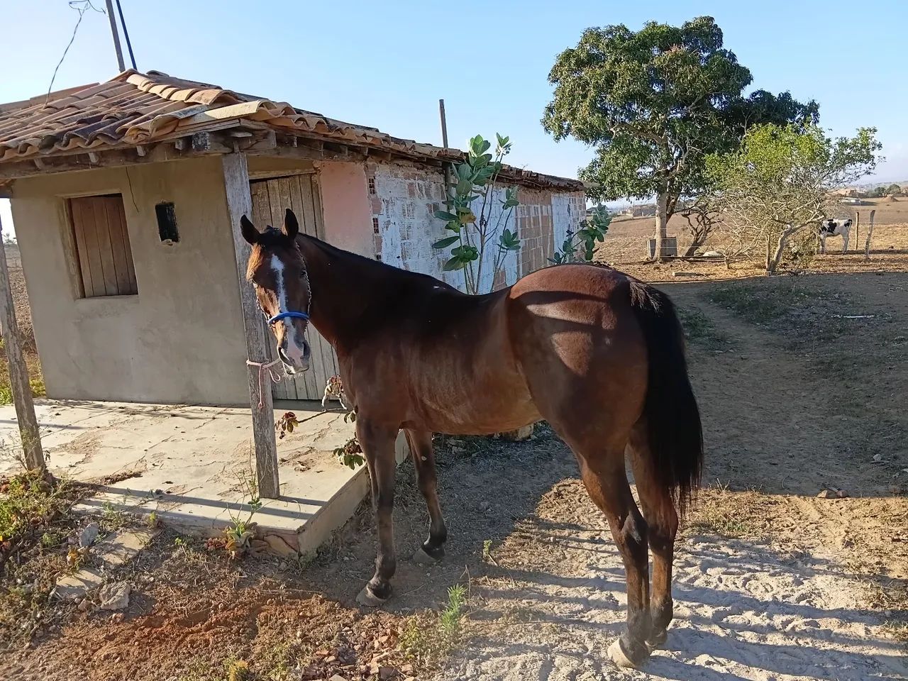 Cavalo  - Foto 3