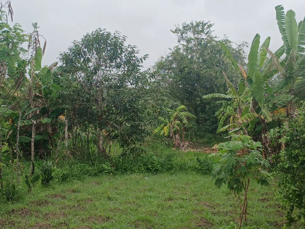 2 Terrenos a venda  - Foto 3