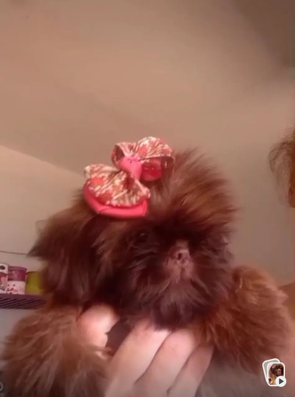 Shih Tzu Fêmea micro  - Foto 3