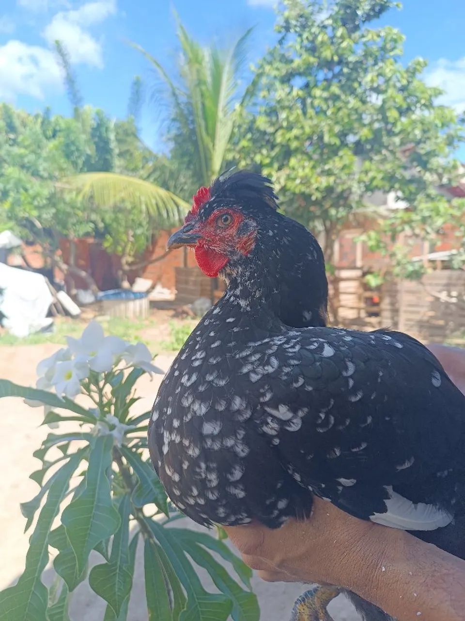 Ovos férteis Galinha GSB. Aves de alto padrão. - Foto 5
