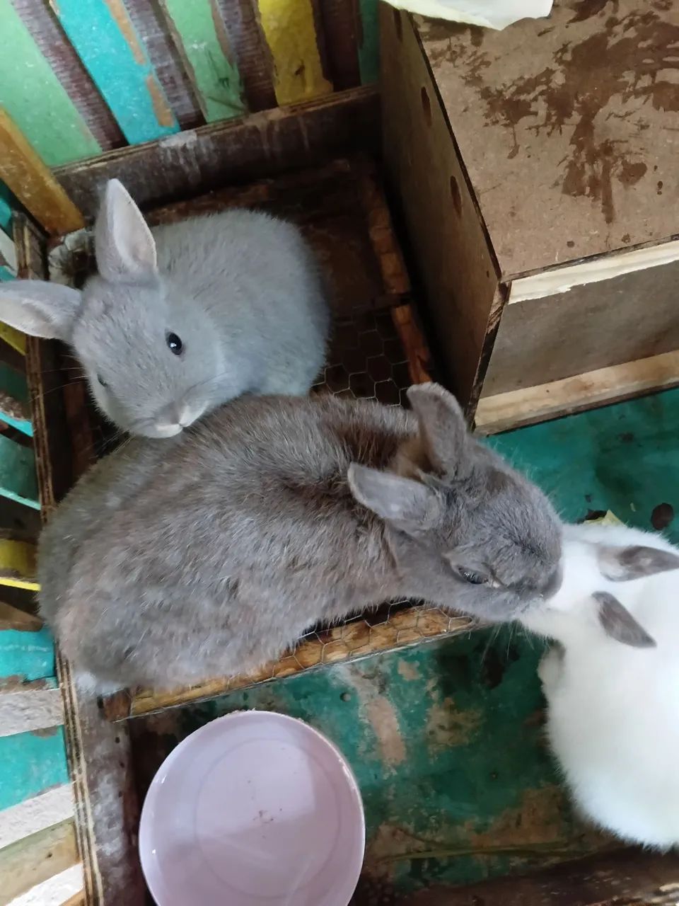 Venda de coelhos anões adultos - Foto 6