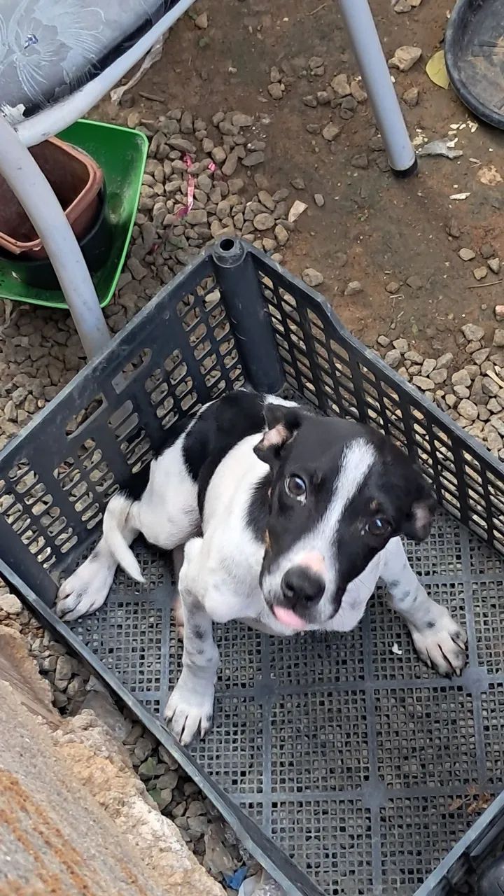 Adoção responsável cachorrinho (macho) - Foto 3