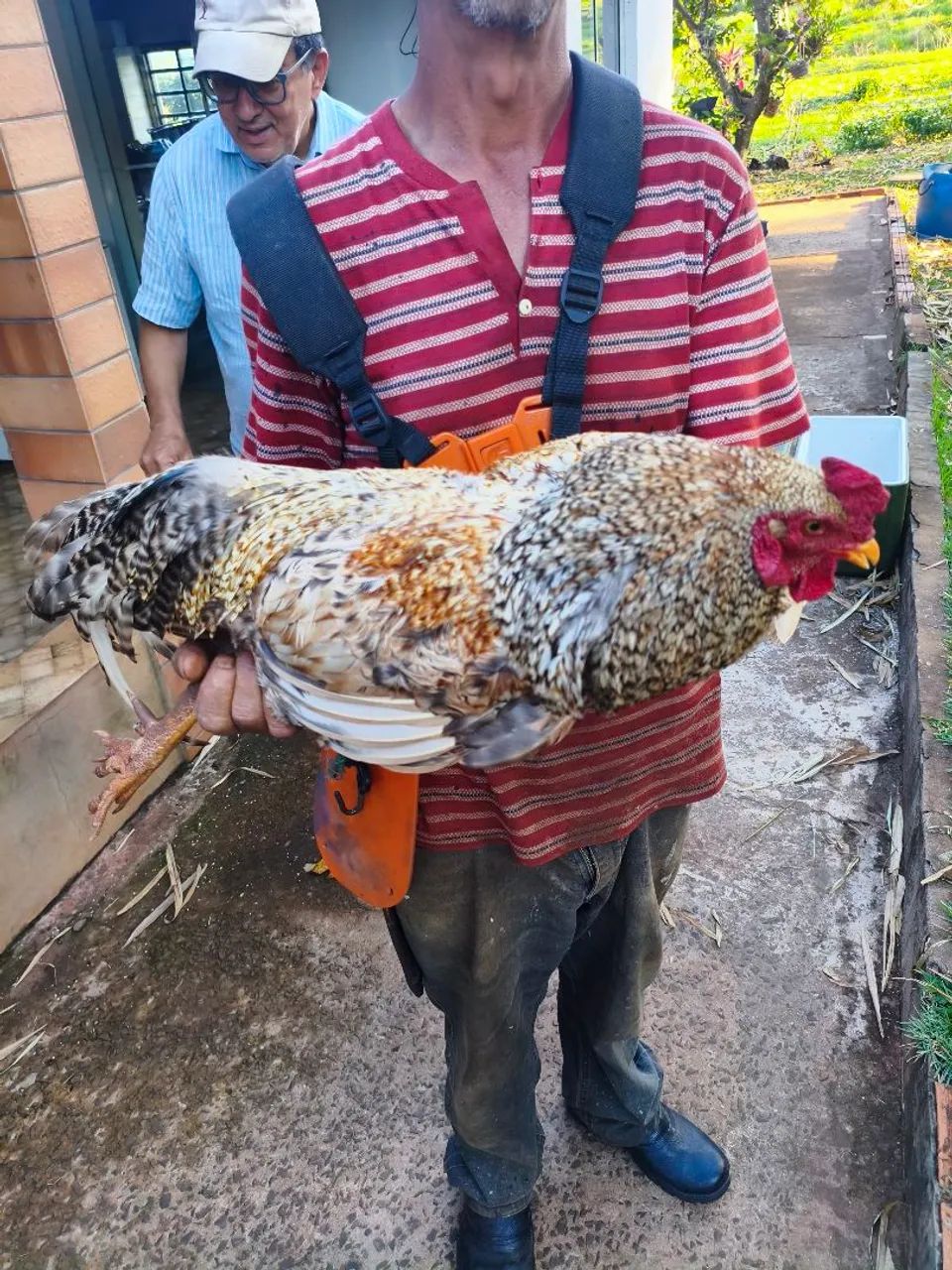 Galo - Foto 2