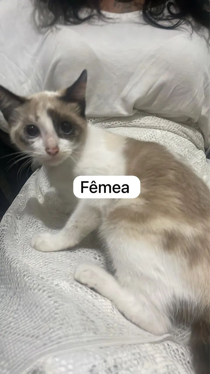 Adoção