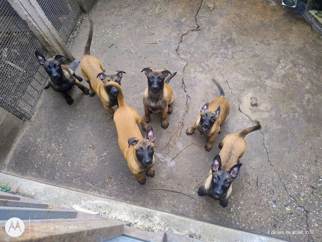 Pastor Belga Malinois  - Foto 3