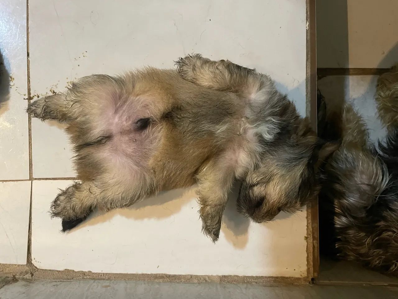 Yorkpoo - Foto 4