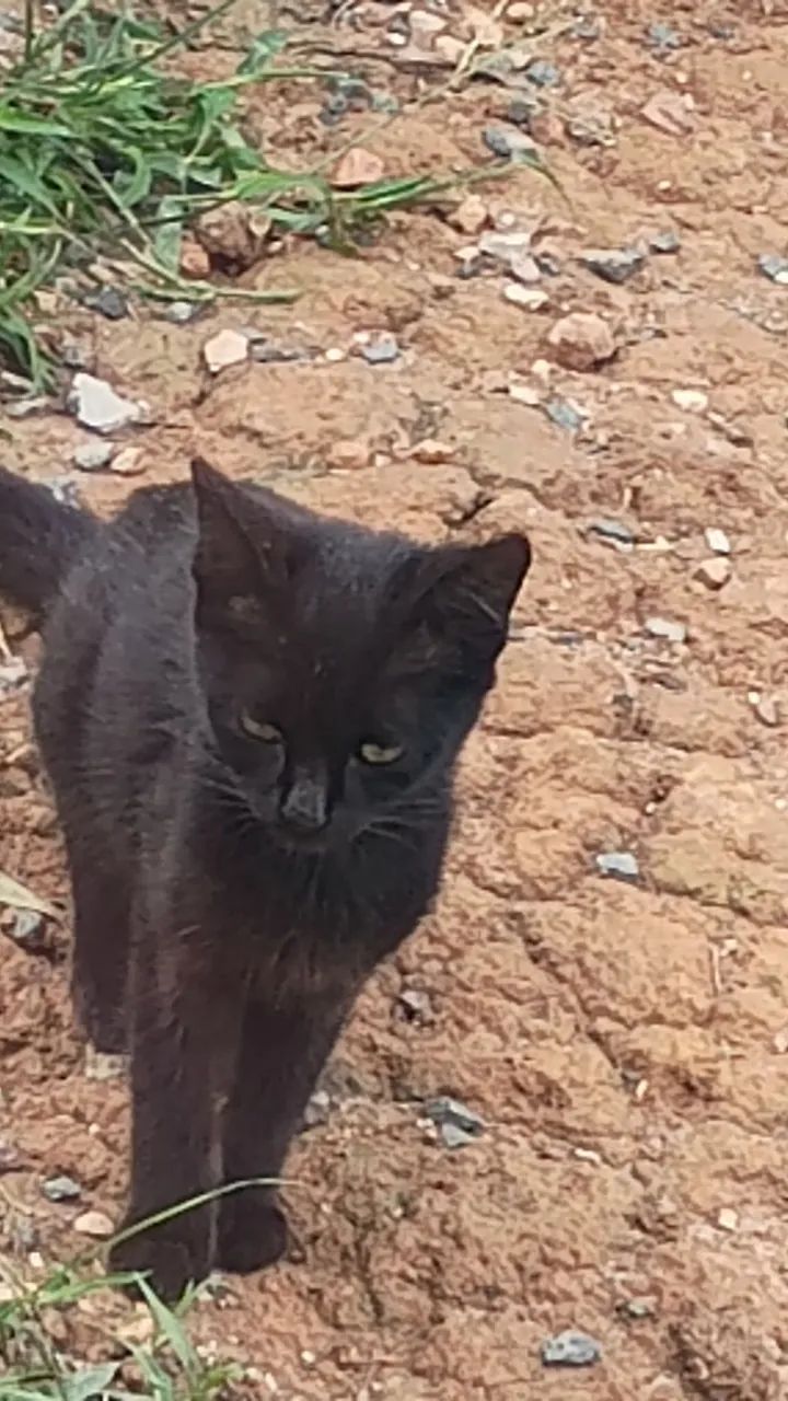 Gatinhos para doar - Foto 3