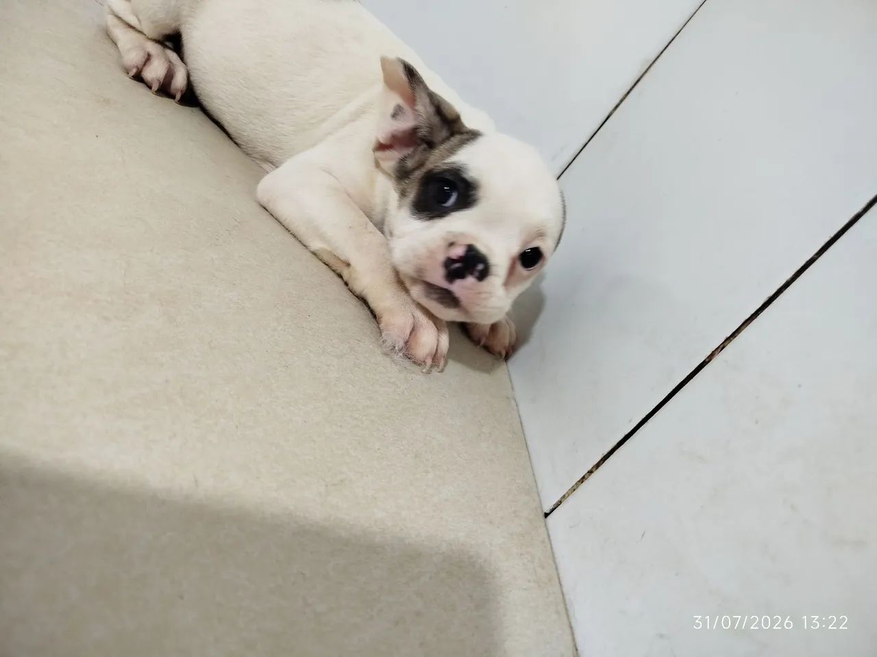 Bulldog francês  - Foto 2