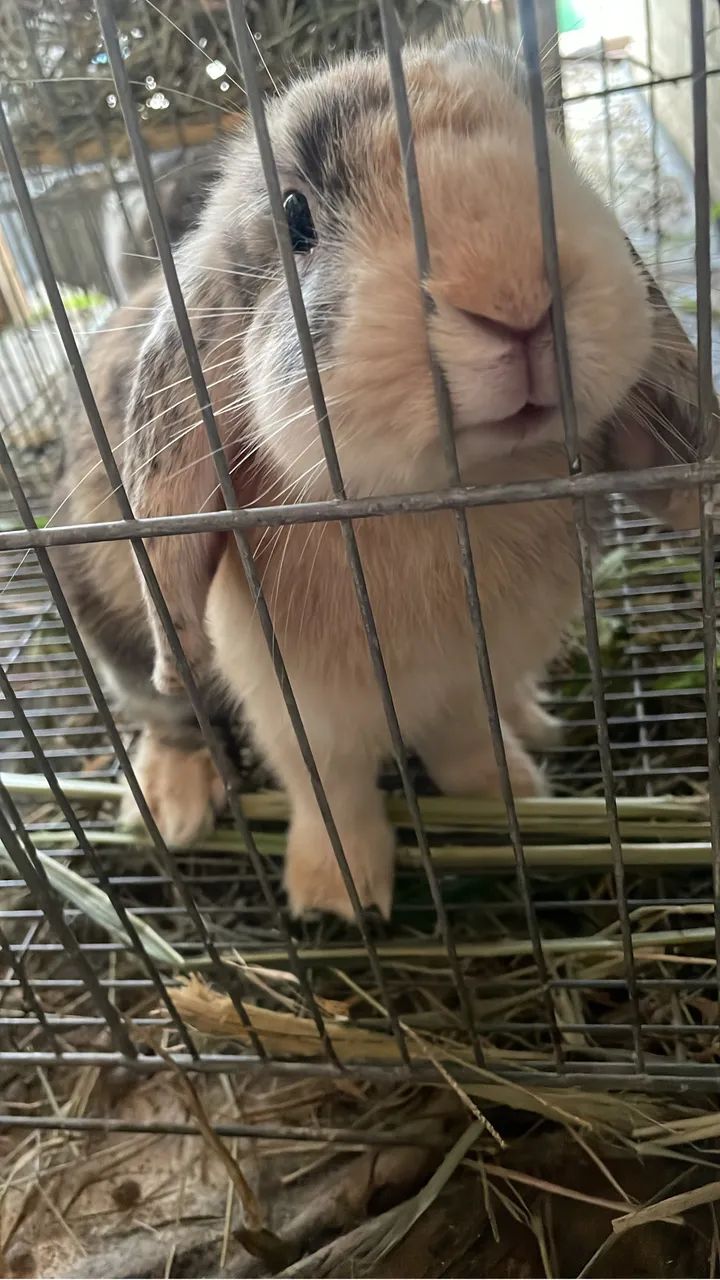 Coelho mini lop macho 7 meses - Foto 2