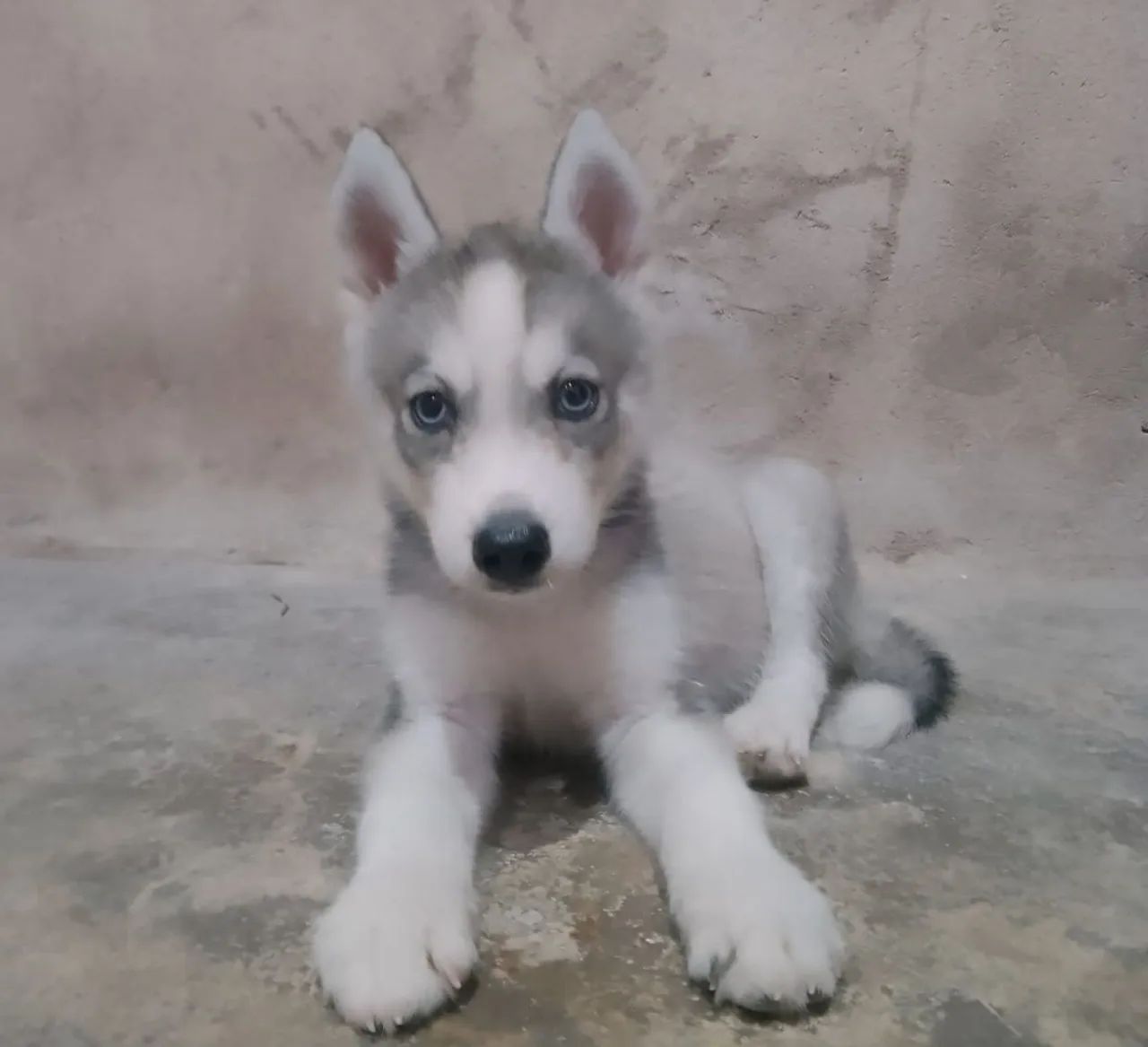 Husky Siberiano 
