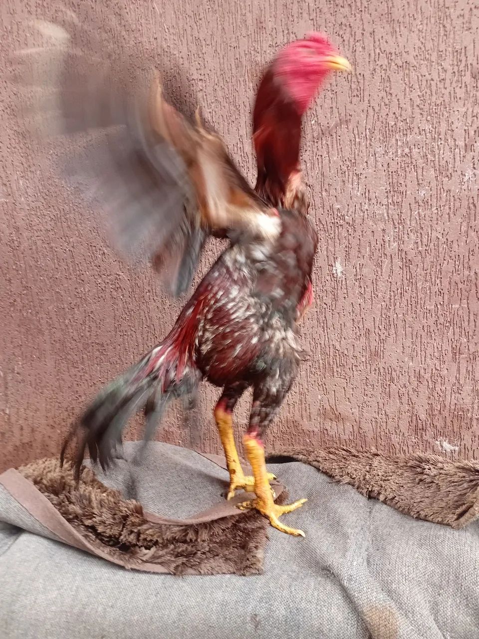 Galo índio  - Foto 4