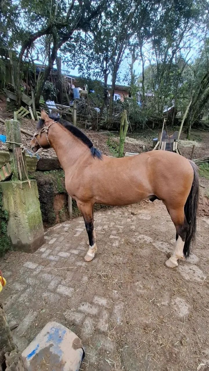 Cavalo crioulo - Foto 2