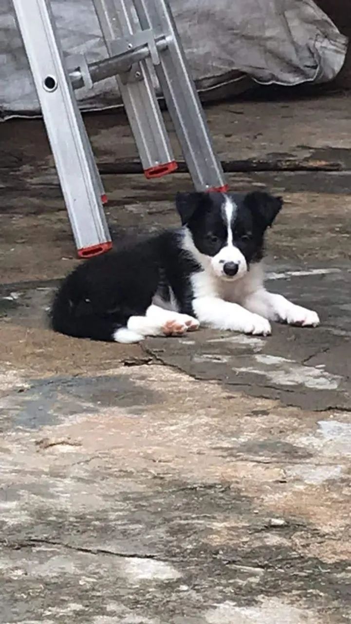 Border Collie macho  - Foto 4