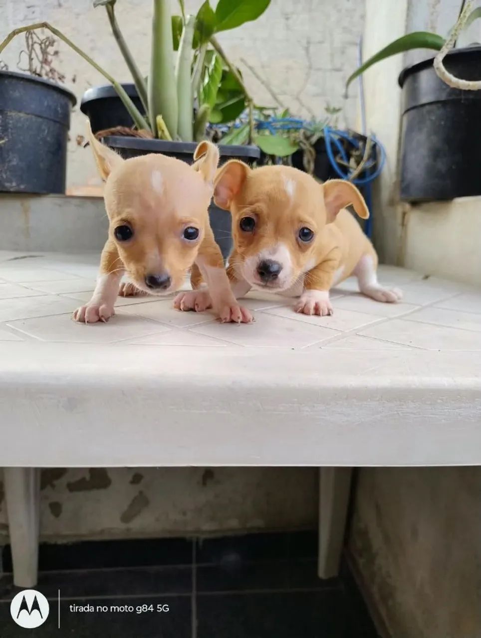 Pinscher  1,700 o casal ou pode comprar separado 