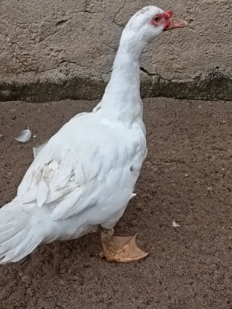 Pato - Foto 3