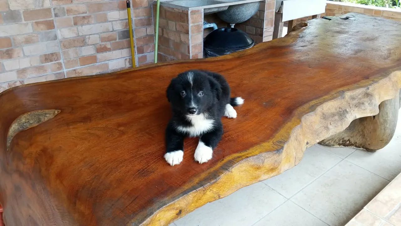 Border coller  - Foto 2
