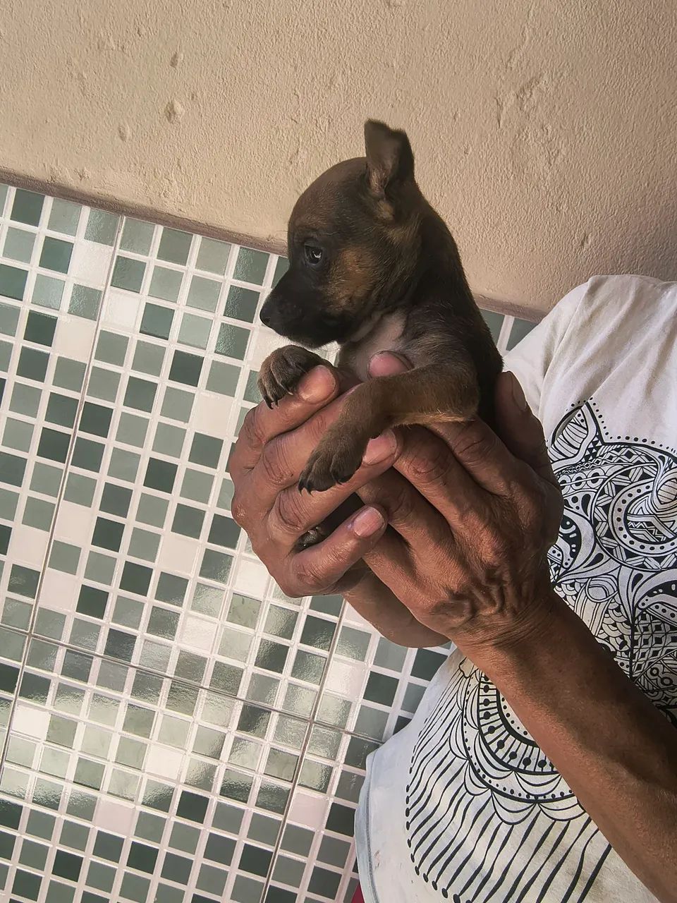 Pinscher  - Foto 4
