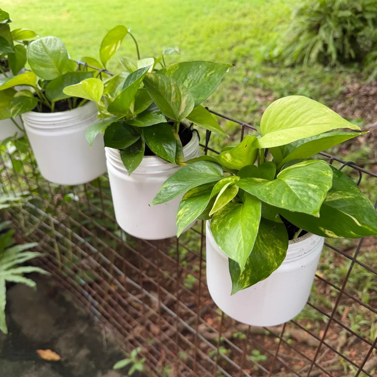 Plantas para pendurar jardim vertical ou usar na bancada - Foto 2