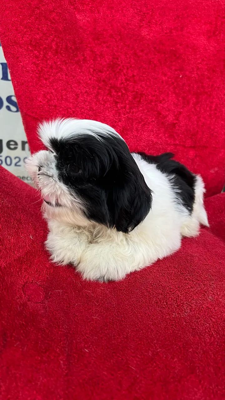 Cachorro  - Foto 3