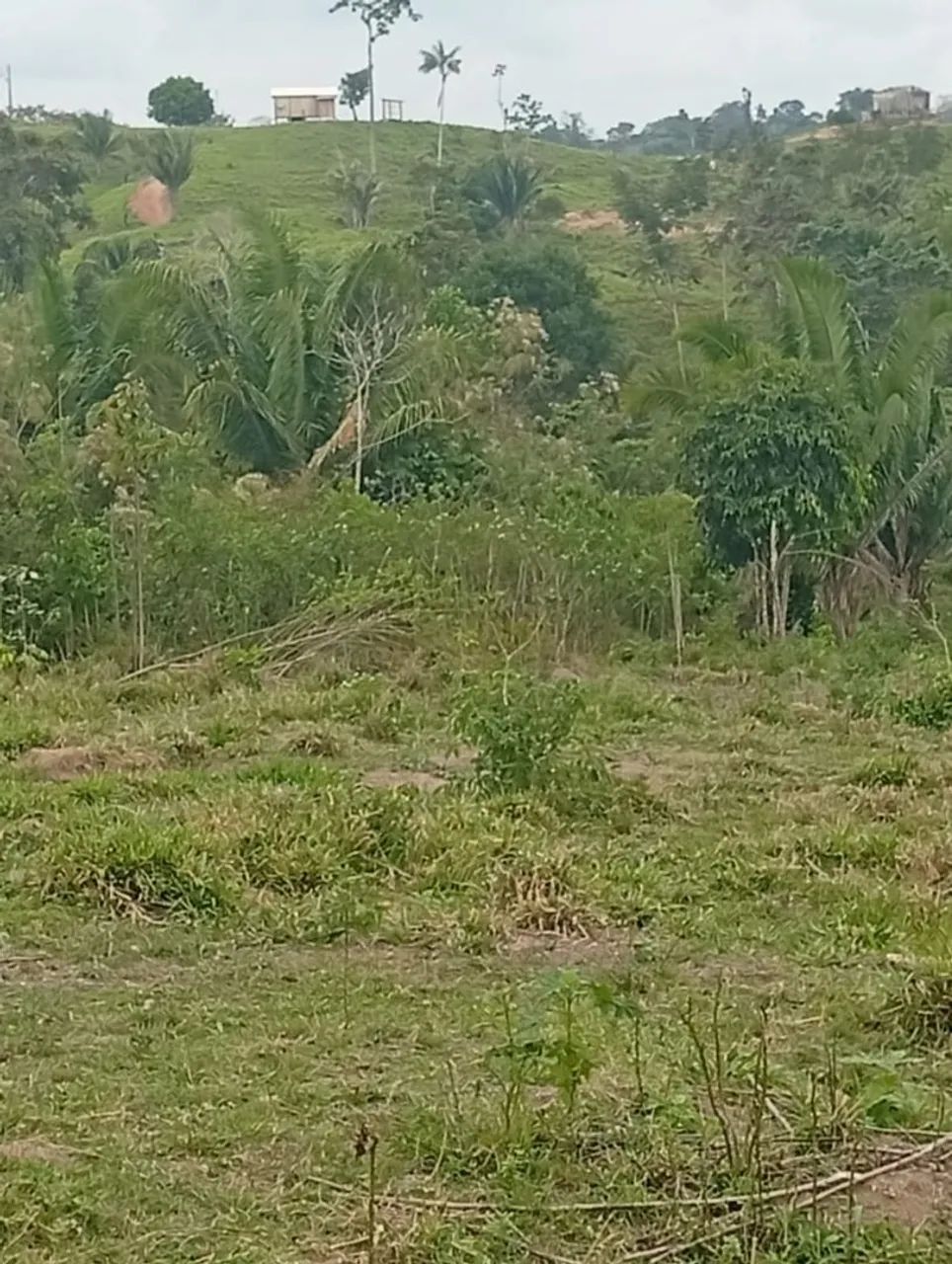 Colônia  - Foto 2