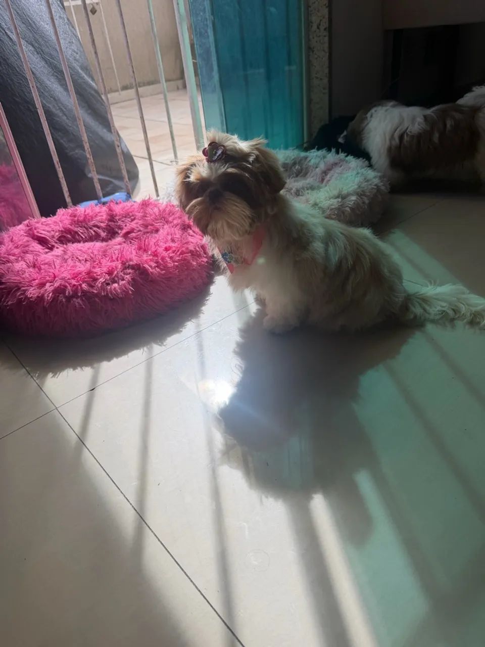 Shitzu fêmea 5 meses - Foto 2