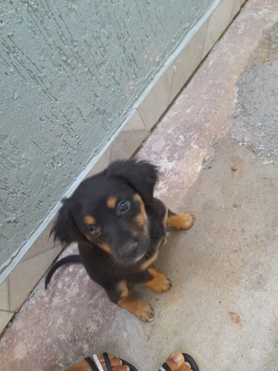 Cachorrinha - Foto 4