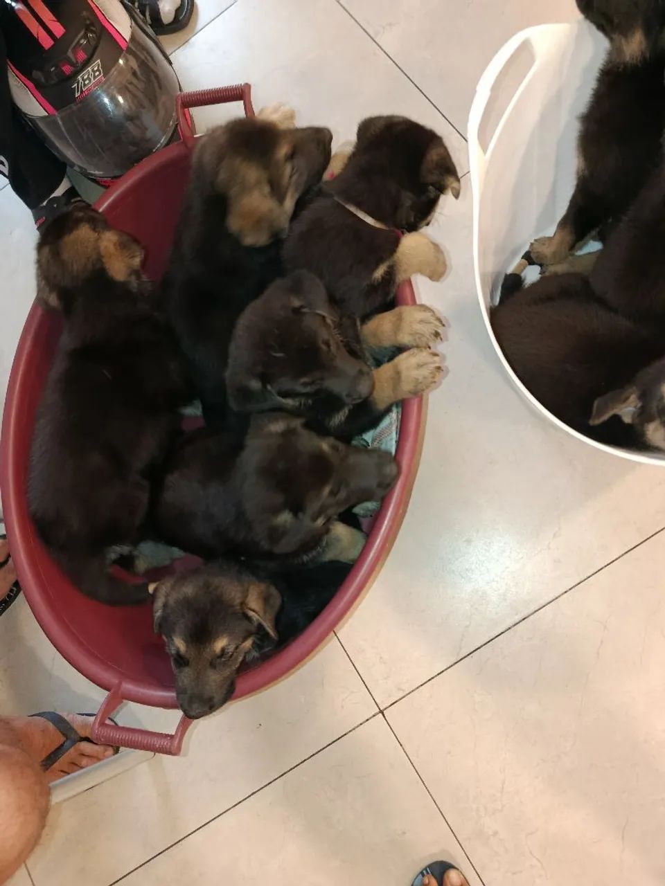 Pastor Alemão Capa Preta - Foto 2