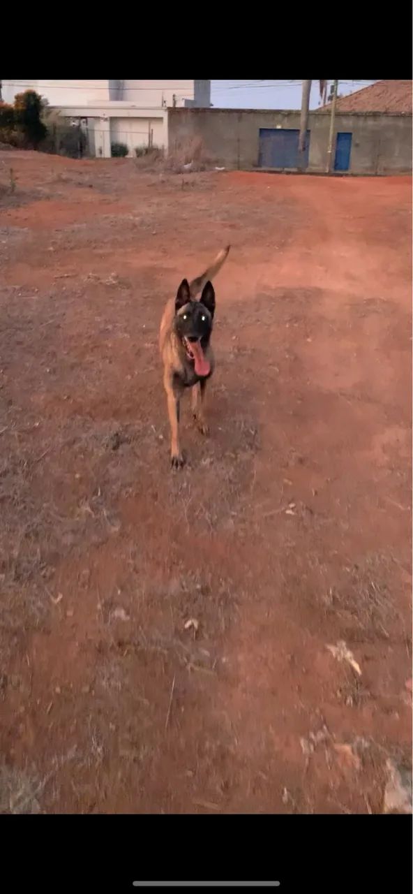 Pastor Belga Malinois  - Foto 4