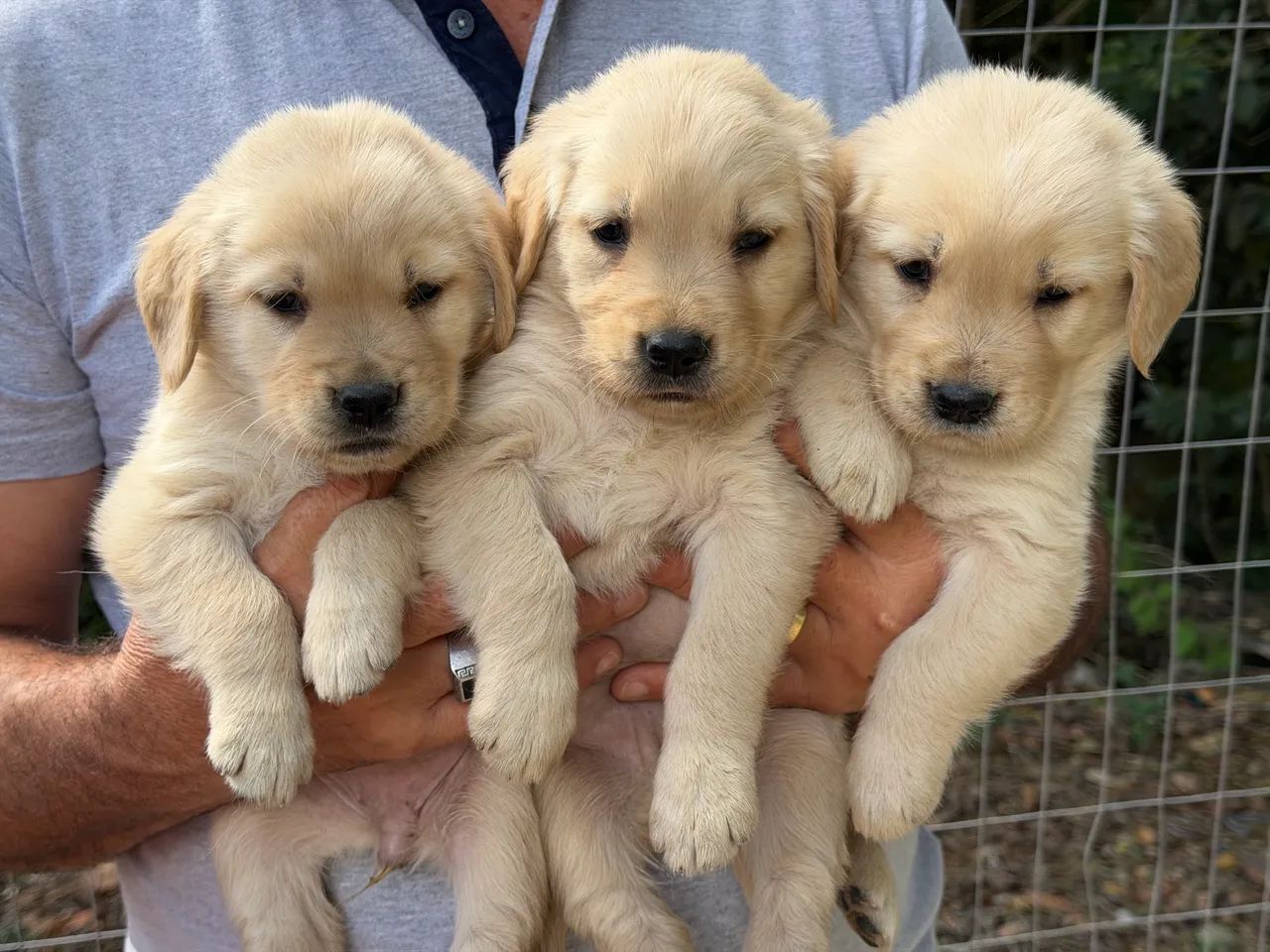 Golden Retriver  - Foto 5