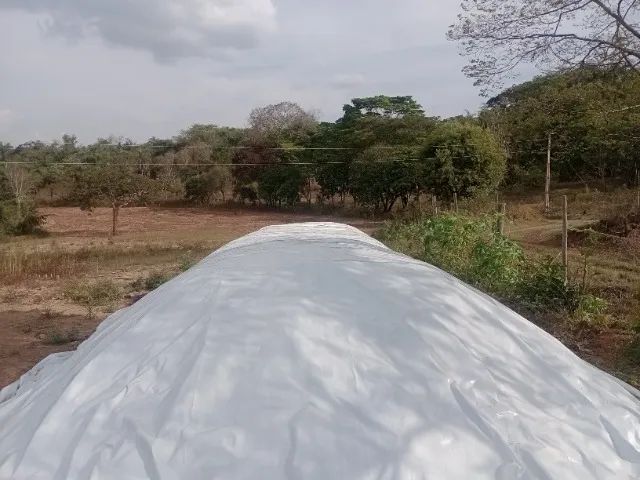 Silagem de milho  - Foto 5