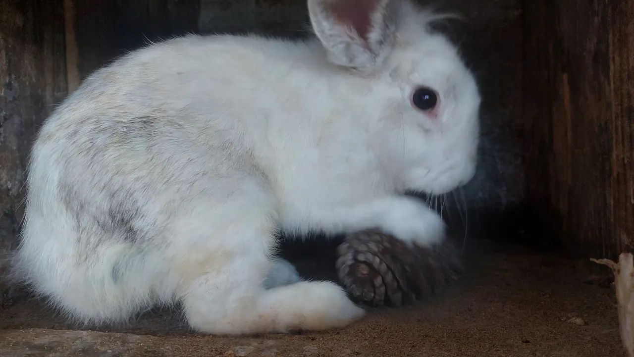 Mini Coelho Branco e Cinza Lion Head Disponível 