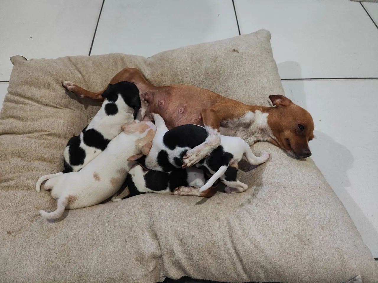pinscher 