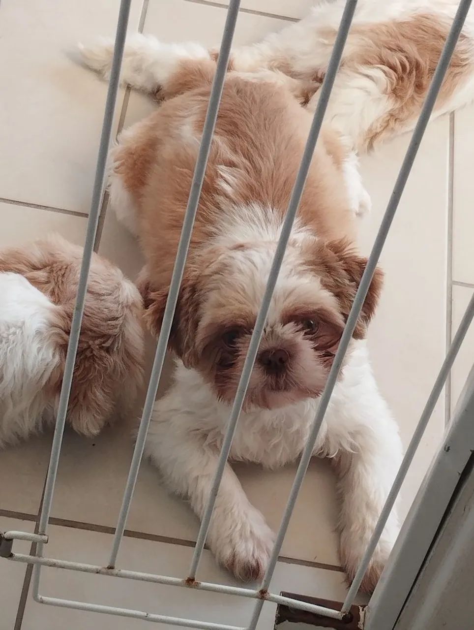 Shihtzu fêmea 600,00 cada  - Foto 4