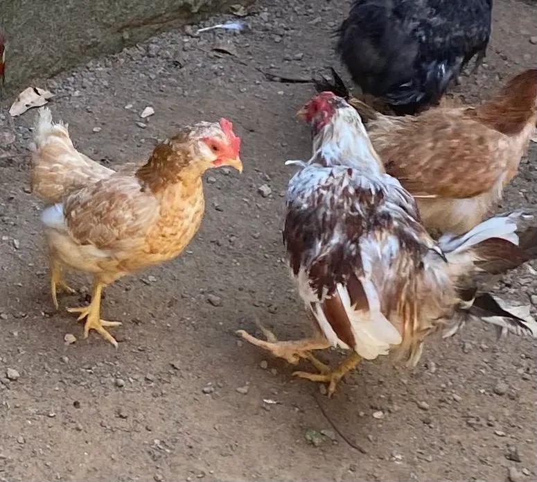 Vende-se casal de Garnize  - Foto 5